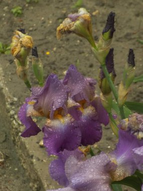 Horozlar veya irisler (Latin Iris)          