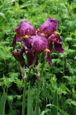 Horozlar veya irisler (Latin Iris) 