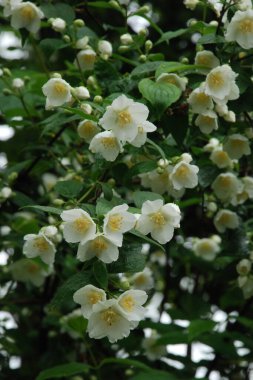 Yasmin, yasmin, yasmyn (eskimiş), zeytin familyasından bir bitki türü. Alaycı portakal (lat. Hughdelphus coronarius)