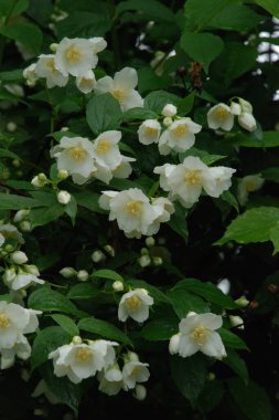 Yasmin, yasmin, yasmyn (eskimiş), zeytin familyasından bir bitki türü. Alaycı portakal (lat. Hughdelphus coronarius)