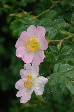 Köpek Balığı Gül (Rosa Canina)