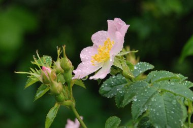 Köpek Balığı Gül (Rosa Canina)