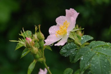 Köpek Balığı Gül (Rosa Canina)