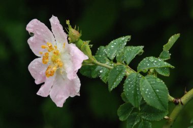 Köpek Balığı Gül (Rosa Canina)
