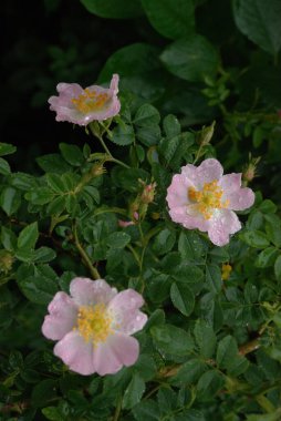 Köpek Balığı Gül (Rosa Canina)