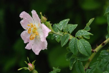 Köpek Balığı Gül (Rosa Canina)