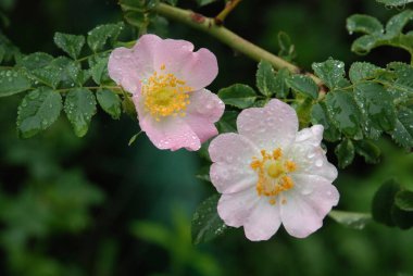 Köpek Balığı Gül (Rosa Canina)