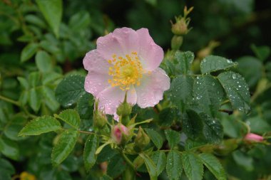 Köpek Balığı Gül (Rosa Canina)