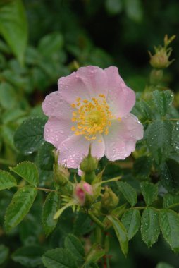 Köpek Balığı Gül (Rosa Canina)