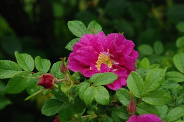 Köpek Balığı Gül (Rosa Canina)