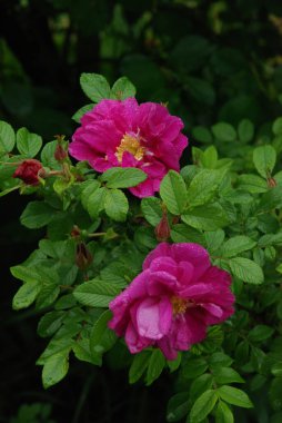 Köpek Balığı Gül (Rosa Canina)