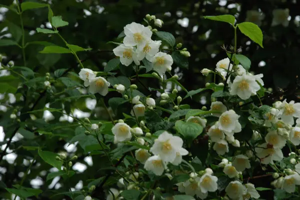 Yasmin, yasmin, yasmyn (eskimiş), zeytin familyasından bir bitki türü. Alaycı portakal (lat. Hughdelphus coronarius)