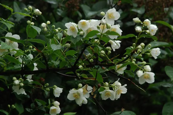 Yasmin, yasmin, yasmyn (eskimiş), zeytin familyasından bir bitki türü. Alaycı portakal (lat. Hughdelphus coronarius)