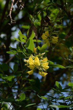 Altın yağmur veya Laburnum (lat. Laburnum)