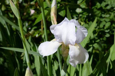Horozlar veya irisler (Latin Iris)   