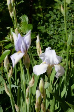 Horozlar veya irisler (Latin Iris)   