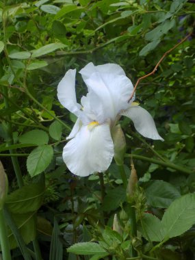 Horozlar veya irisler (Latin Iris) 