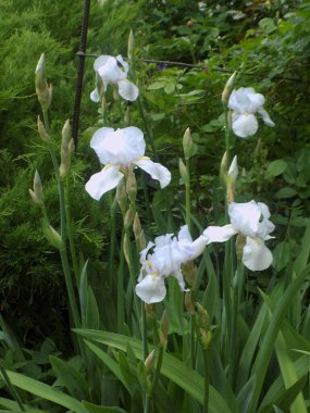 Horozlar veya irisler (Latin Iris) 