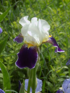 Horozlar veya irisler (Latin Iris) 
