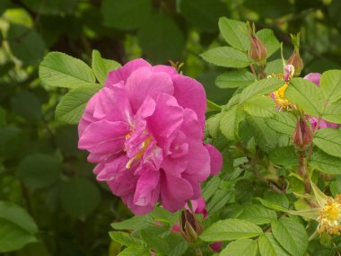 Köpek Balığı Gül (Rosa Canina)          