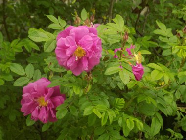 Köpek Balığı Gül (Rosa Canina)          