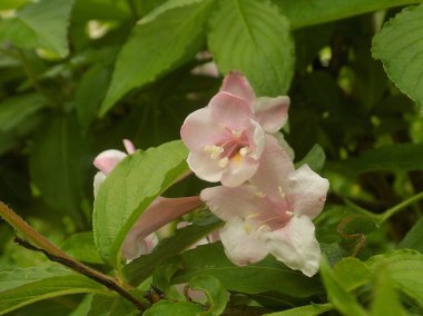 Petunya (Fransız petunyasından Latince Petunya - tütün) - bitkisel bitki cinsi.          