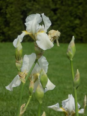 Horozlar veya irisler (Latin Iris) 