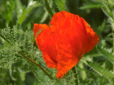 Oriental haşhaş (gelincik orientale)          