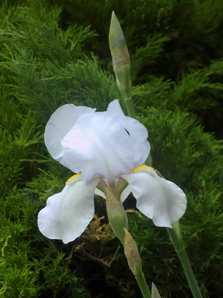 Horozlar veya irisler (Latin Iris) 