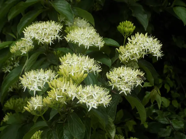 Siyah böğürtlen (Sambucus nigra L.; yerel isimler bozniak, elderberry, sambuk, ağaçsız)          