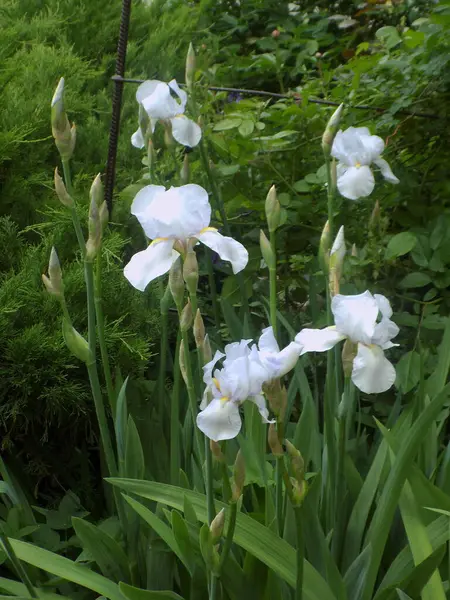 Horozlar veya irisler (Latin Iris) 