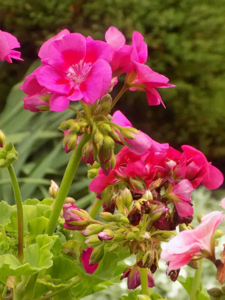 Petunya (Fransız petunyasından Latince Petunya - tütün) - bitkisel bitki cinsi.          