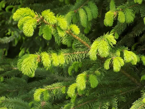 Dikenli, mavi veya Colorado ladin (Picea pungens Engelm.)           