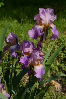 Horozlar veya irisler (Latin Iris) 
