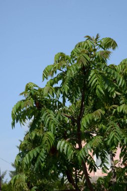 Staghorn sumac, veya Downy sumac, Sirke ağacı, kısa saçlı sumac, Büyük Virginia sumac (Latin Rhus typhina)
