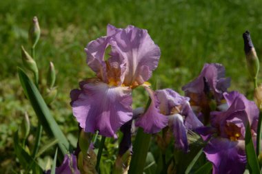 Horozlar veya irisler (Latin Iris) 