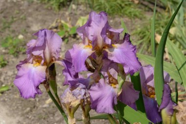 Horozlar veya irisler (Latin Iris) 