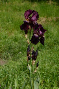 Horozlar veya irisler (Latin Iris) 