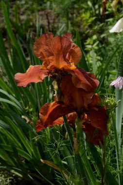 Horozlar veya irisler (Latin Iris) 
