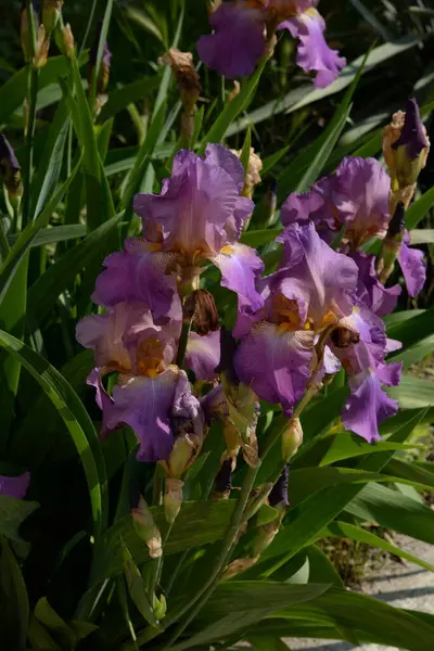Horozlar veya irisler (Latin Iris) 