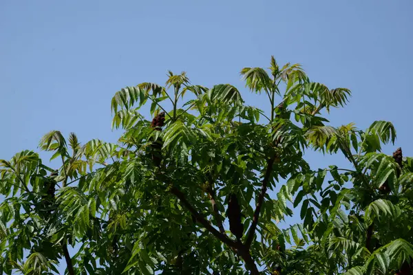 Staghorn sumac, veya Downy sumac, Sirke ağacı, kısa saçlı sumac, Büyük Virginia sumac (Latin Rhus typhina)