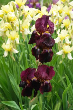 Horozlar veya irisler (Latin Iris) 