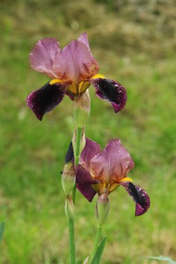 Horozlar veya irisler (Latin Iris) 