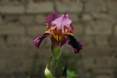 Horozlar veya irisler (Latin Iris) 