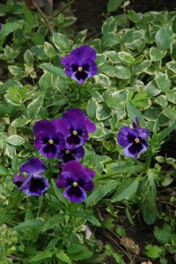 Üç renkli menekşe, vahşi nonoş (Viola üç renkli L.) 