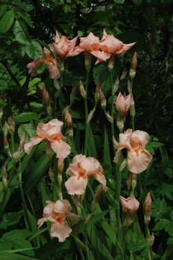 Horozlar veya irisler (Latin Iris) 