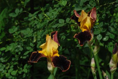 Horozlar veya irisler (Latin Iris) 