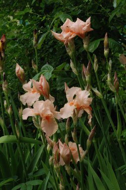 Horozlar veya irisler (Latin Iris) 