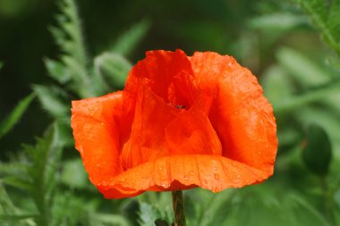 Oriental haşhaş (gelincik orientale) 