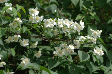 Yasmin, yasmin, yasmyn (eskimiş), zeytin familyasından bir bitki türü. Alaycı portakal (lat. Hughdelphus coronarius)